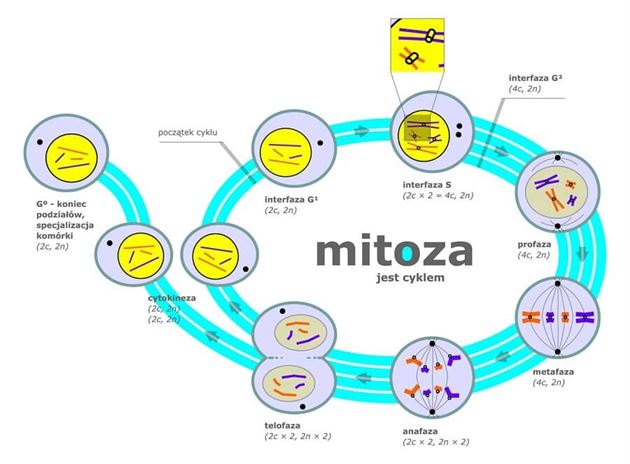 Mitoza_schemat
