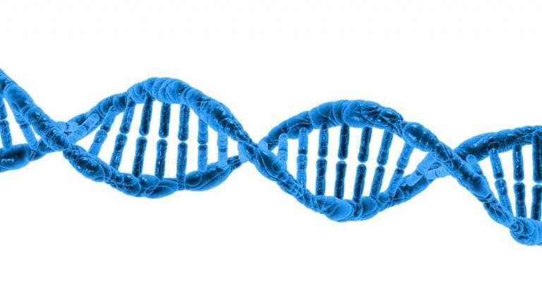 chromosomy