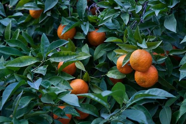 Pomarańcza gorzka – zalety i stosowanie